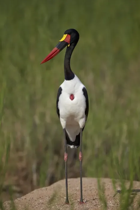 Framed Print : Male saddlebilled stork (Ephippiorhynchus senegalensis), Kruger National Park, South Africa, Africa Framed Print : Male saddlebilled stork (Ephippiorhynchus senegalensis), Kruger National Park, South Africa, Africa