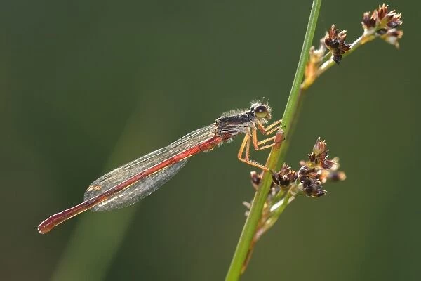 Male small red damselfly (Ceriagrion tenellum) infested with mites perched on a sedge stem