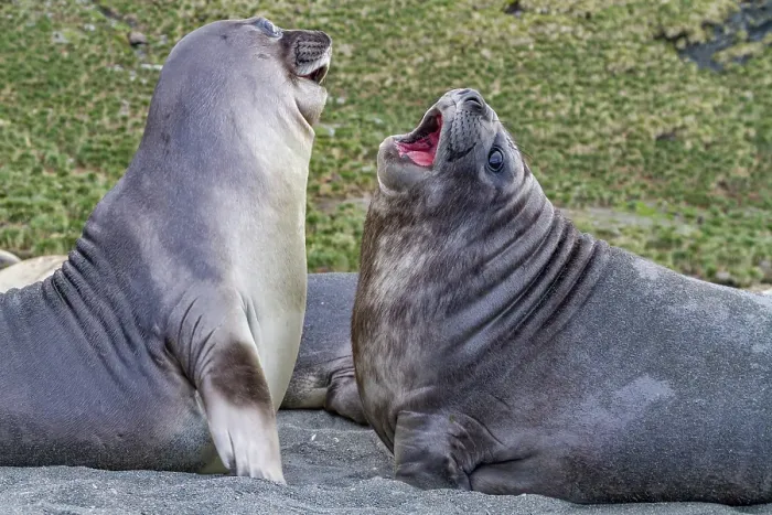 Framed Print : Male southern elephant seal (Mirounga leonina) pups mock fighting on South Georgia Island, Southern Ocean Framed Print : Male southern elephant seal (Mirounga leonina) pups mock fighting on South Georgia Island, Southern Ocean