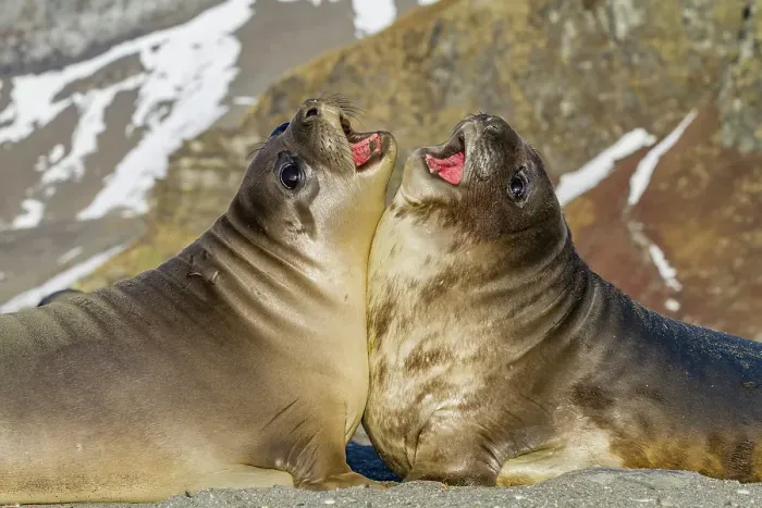 Framed Print : Male southern elephant seal (Mirounga leonina) pups mock fighting on South Georgia Island, Southern Ocean Framed Print : Male southern elephant seal (Mirounga leonina) pups mock fighting on South Georgia Island, Southern Ocean