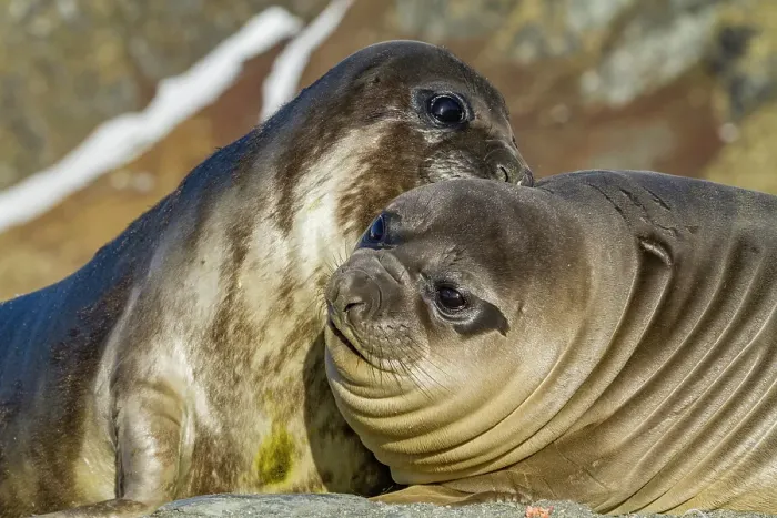 Framed Print : Male southern elephant seal (Mirounga leonina) pups mock fighting on South Georgia Island, Southern Ocean Framed Print : Male southern elephant seal (Mirounga leonina) pups mock fighting on South Georgia Island, Southern Ocean
