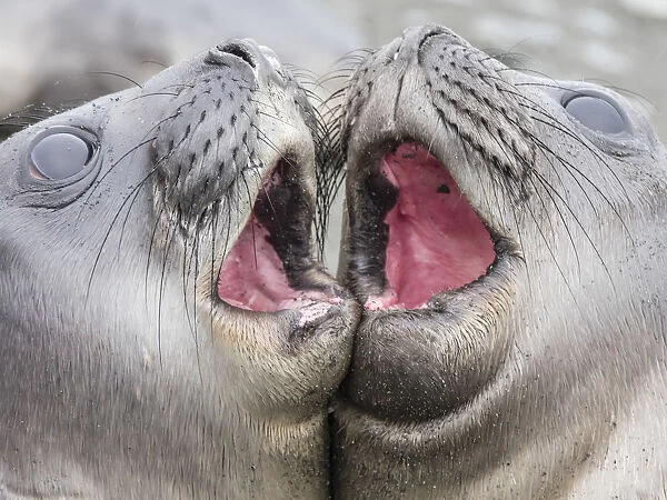 Male southern elephant seal pups, Mirounga leonina, mock fighting in Gold Harbour
