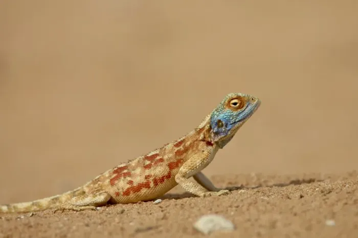 Framed Print : Male southern rock agama (Agama atra atra) Framed Print : Male southern rock agama (Agama atra atra)
