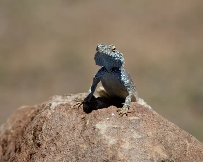 Framed Print : Male Southern Rock Agama (Agama atra atra), Mountain Zebra National Park Framed Print : Male Southern Rock Agama (Agama atra atra), Mountain Zebra National Park