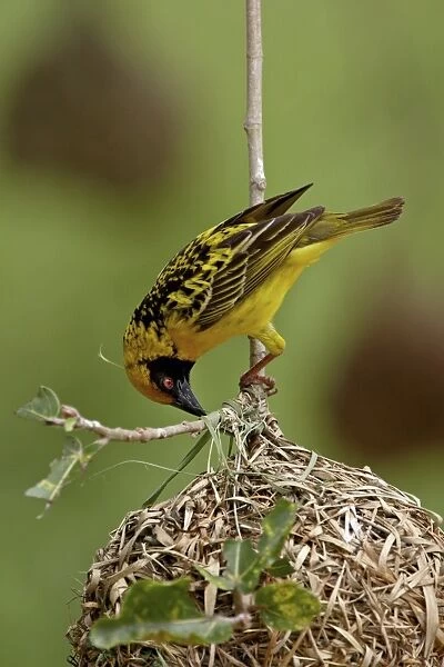 Male Spotted-backed weaver (Village weaver) (Ploceus cucullatus) building a nest
