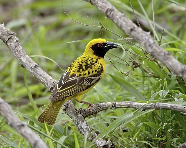 Male Spotted-backed weaver (Village weaver) (Ploceus cucullatus) collecting grass for his nest