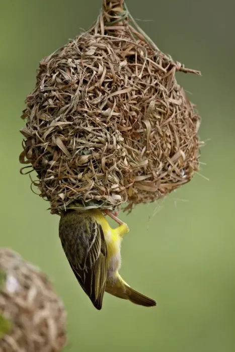 Framed Print : Male Spotted-backed weaver (Village weaver) (Ploceus cucullatus) building a nest