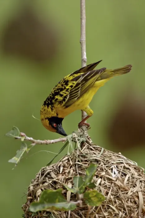 Framed Print : Male Spotted-backed weaver (Village weaver) (Ploceus cucullatus) building a nest Framed Print : Male Spotted-backed weaver (Village weaver) (Ploceus cucullatus) building a nest