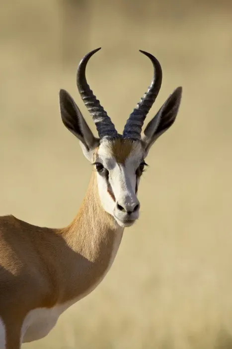 Framed Print : Male springbok (Antidorcas marsupialis), Kgalagadi Transfrontier Park, encompassing the former Kalahari Gemsbok National Park, South Framed Print : Male springbok (Antidorcas marsupialis), Kgalagadi Transfrontier Park, encompassing the former Kalahari Gemsbok National Park, South