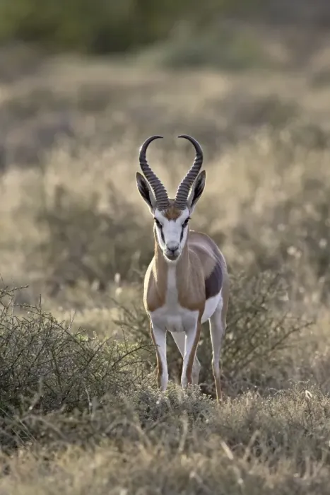 Framed Print : Male Springbok (Antidorcas marsupialis), Karoo National Park, South Africa, Africa Framed Print : Male Springbok (Antidorcas marsupialis), Karoo National Park, South Africa, Africa