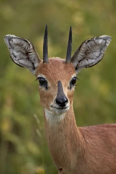 Male Steenbok (Raphicerus campestris), Kruger National Park, South Africa, Africa