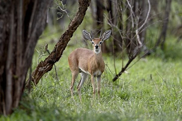 Male steenbok (Raphicerus campestris), Kruger National Park, South Africa, Africa