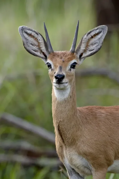Framed Print : Male Steenbok (Raphicerus campestris), Kruger National Park, South Africa, Africa Framed Print : Male Steenbok (Raphicerus campestris), Kruger National Park, South Africa, Africa