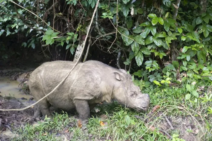 Framed Print : Male Sumatran rhino (Borneo rhino) (Dicerorhinus sumatrensis), Tabin Reserve, Sabah, Borneo, Malaysia, Southeast Asia, Asia Framed Print : Male Sumatran rhino (Borneo rhino) (Dicerorhinus sumatrensis), Tabin Reserve, Sabah, Borneo, Malaysia, Southeast Asia, Asia