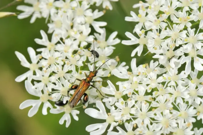 Framed Print : Male thick-legged flower beetle (Oedemera nobilis) foraging on common hogweed (Heracleum sphondylium) flowers, Wiltshire, England, United Kingdom, Europe Framed Print : Male thick-legged flower beetle (Oedemera nobilis) foraging on common hogweed (Heracleum sphondylium) flowers, Wiltshire, England, United Kingdom, Europe