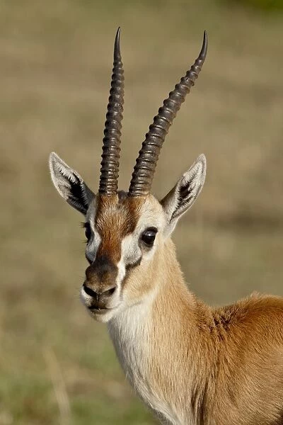 Male Thomsons Gazelle (Gazella thomsonii), Masai Mara National Reserve