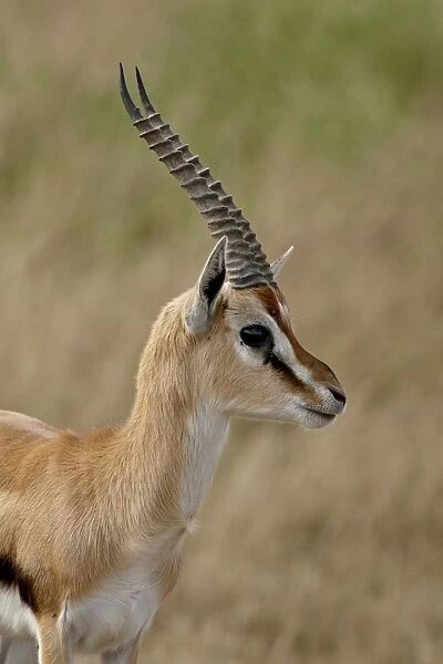 Male Thomsons Gazelle (Gazella thomsonii), Masai Mara National Reserve