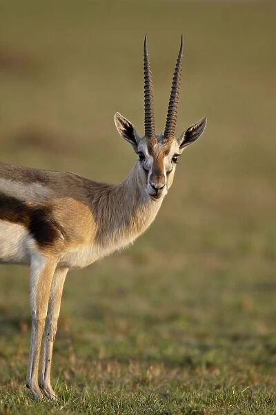 Male Thomsons gazelle (Gazella thomsonii), Masai Mara National Reserve