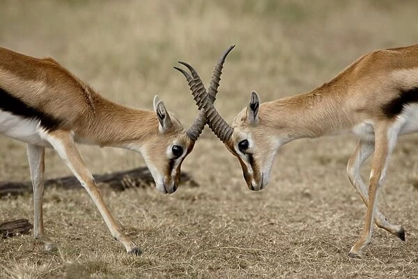 Male Thomsons gazelle (Gazella thomsonii) fighting, Masai Mara National Reserve