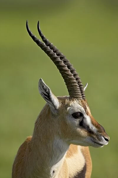 Male Thomsons gazelle (Gazella thomsonii), Ngorongoro Crater, Ngorongoro Conservation Area