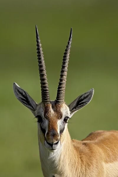 Male Thomsons gazelle (Gazella thomsonii), Ngorongoro Crater, Ngorongoro Conservation Area