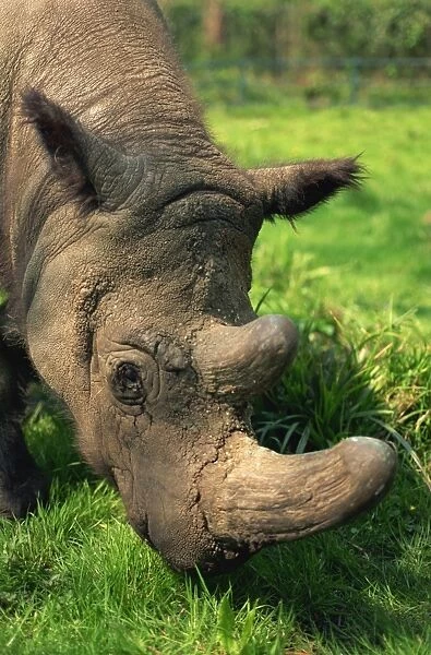Male Tormanga, hairy rhino (Sumatran rhino), near extinct as only 500 left