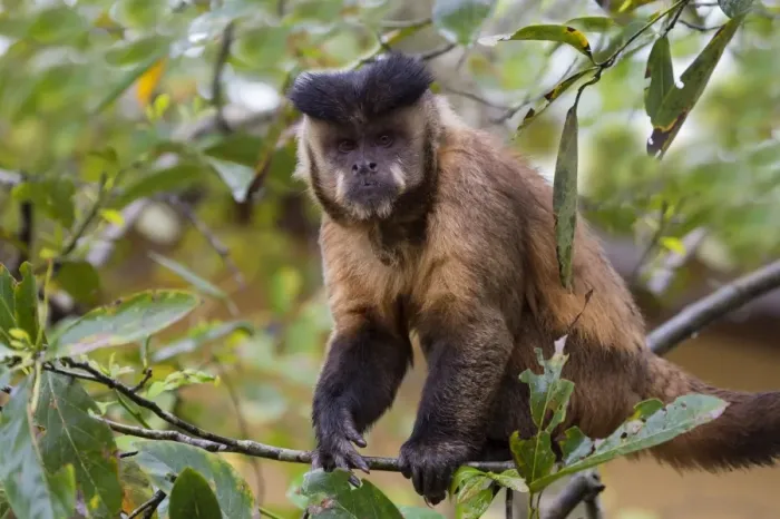 Framed Print : Male tufted capuchin (Cebus apella) (brown capuchin) (black-capped capuchin), Mato Grosso do Sul Framed Print : Male tufted capuchin (Cebus apella) (brown capuchin) (black-capped capuchin), Mato Grosso do Sul