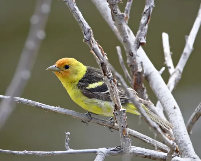 Framed Print : Male Western tanager (Piranga ludoviciana), near Oliver, British Columbia Framed Print : Male Western tanager (Piranga ludoviciana), near Oliver, British Columbia
