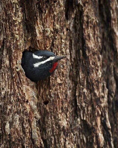 Male Williamsons sapsucker (Sphyrapicus thyroideus) poking out of its nest hole, Yellowstone National Park, Wyoming, United States of America, North America