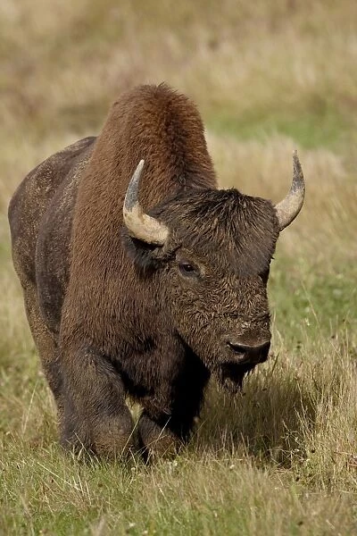 Male Wood Bison (Wood Buffalo) (Bison bison athabascae), Alaska Highway