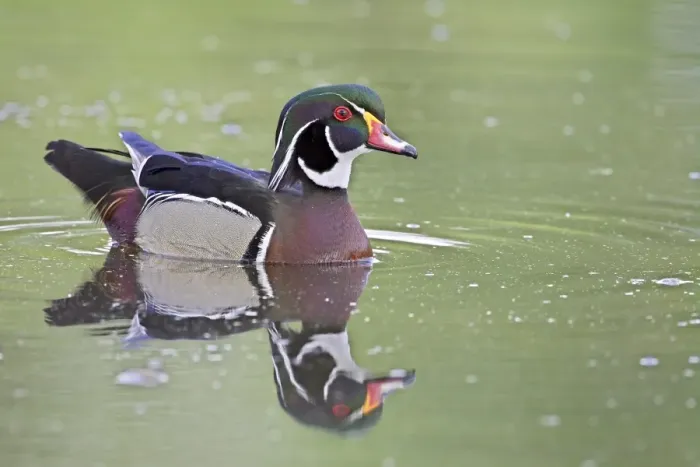 Framed Print : Male wood duck (Aix sponsa) swimming, Belmar Historic Park, Lakewood, Colorado Framed Print : Male wood duck (Aix sponsa) swimming, Belmar Historic Park, Lakewood, Colorado