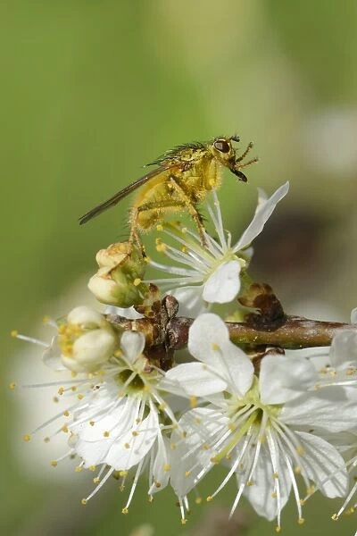Male yellow dung fly (Scathophaga stercoraria) standing on blackthorn flowers (Prunus spinosa)