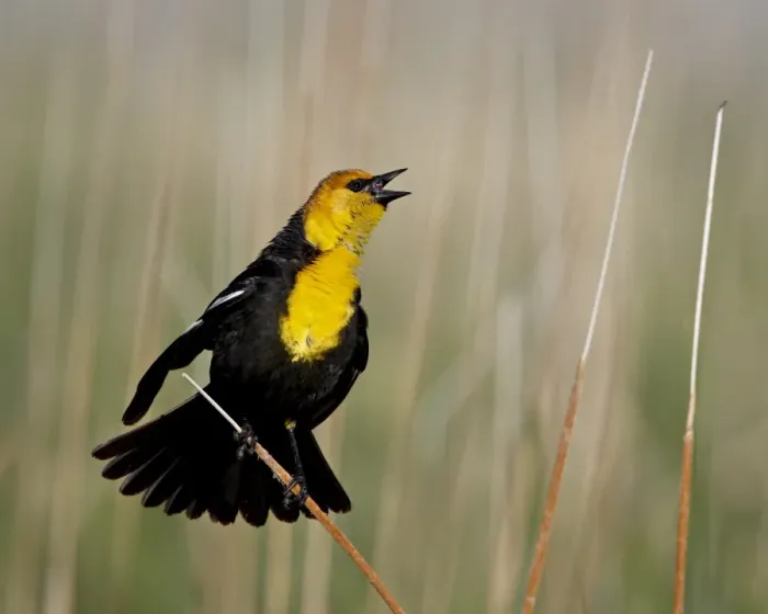 Framed Print : Male yellow-headed blackbird (Xanthocephalus xanthocephalus), Bear River Migratory Bird Refuge Framed Print : Male yellow-headed blackbird (Xanthocephalus xanthocephalus), Bear River Migratory Bird Refuge