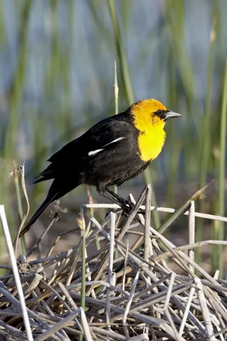 Framed Print : Male yellow-headed blackbird (Xanthocephalus xanthocephalus), Bear River Migratory Bird Refuge Framed Print : Male yellow-headed blackbird (Xanthocephalus xanthocephalus), Bear River Migratory Bird Refuge