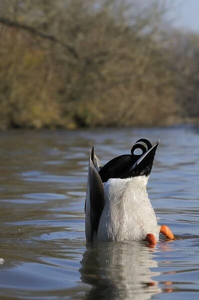 Mallard drake (Anas platyrhynchos) upended dabbling for food in lake, Wiltshire, England, United Kingdom, Europe