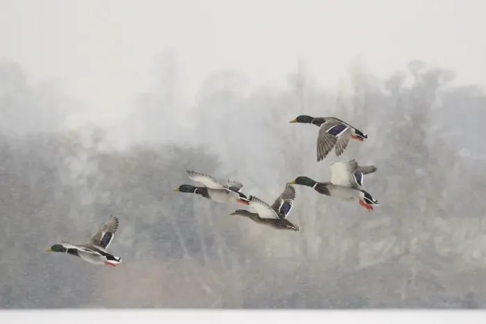 Framed Print : Four Mallard drakes (Anas platyrhynchos) and a duck flying over frozen lake in snowstorm, Wiltshire, England, United Kingdom, Europe Framed Print : Four Mallard drakes (Anas platyrhynchos) and a duck flying over frozen lake in snowstorm, Wiltshire, England, United Kingdom, Europe