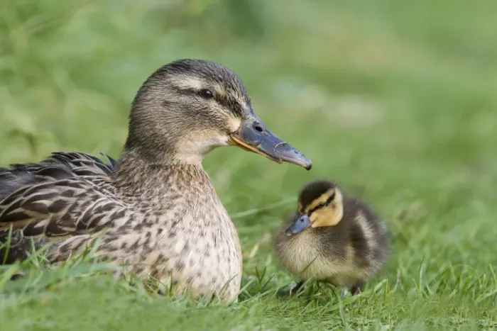 Framed Print : Mallard with duckling (Anas platyrhynchos), Martin Mere, Wildfowl and Wetland Trust Reserve Framed Print : Mallard with duckling (Anas platyrhynchos), Martin Mere, Wildfowl and Wetland Trust Reserve