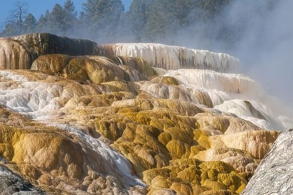Mammoth Hot Springs terraces, Yellowstone National Park, UNESCO World Heritage Site