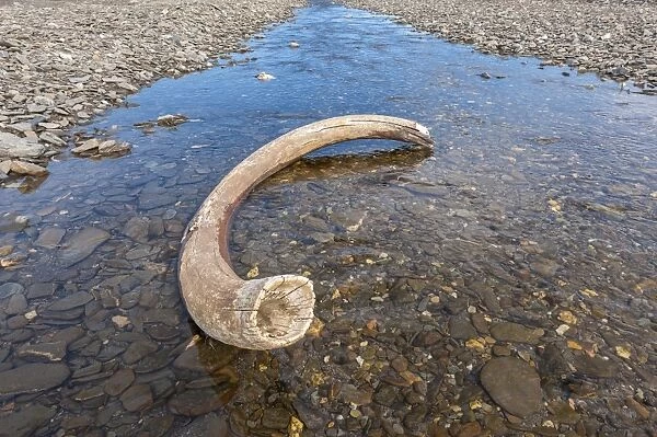 Mammoth tusk in a riverbed near Doubtful village, Wrangel Island, UNESCO World Heritage Site, Chuckchi Sea, Chukotka, Russian Far East, Russia, Eurasia