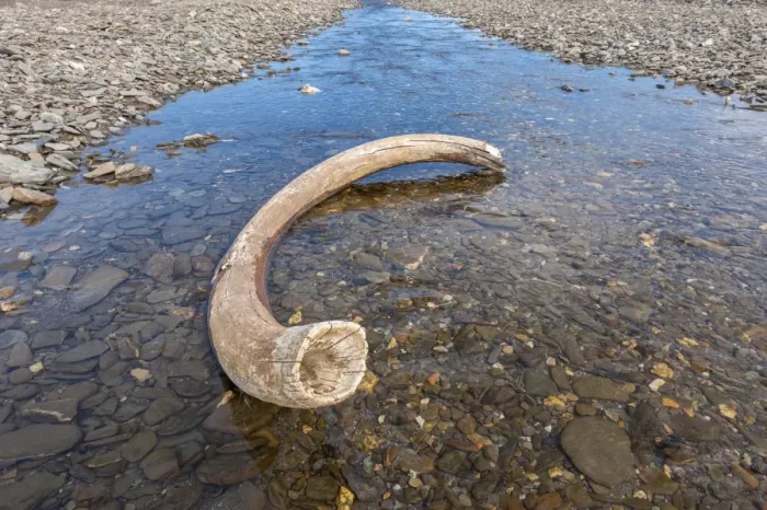 Framed Print : Mammoth tusk in a riverbed near Doubtful village, Wrangel Island, UNESCO World Heritage Site, Chuckchi Sea, Chukotka, Russian Far East, Russia, Eurasia Framed Print : Mammoth tusk in a riverbed near Doubtful village, Wrangel Island, UNESCO World Heritage Site, Chuckchi Sea, Chukotka, Russian Far East, Russia, Eurasia