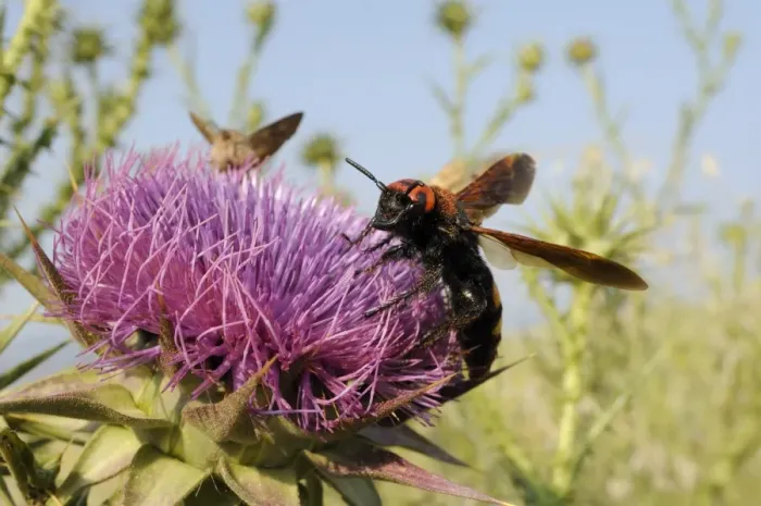 Framed Print : Mammoth wasp (Megascolia maculata maculata) feeding on Milk thistle (marianum), Lesbos, Greece Framed Print : Mammoth wasp (Megascolia maculata maculata) feeding on Milk thistle (marianum), Lesbos, Greece