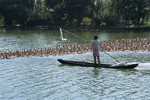 Man in a boat herds ducks from the water onto the rice