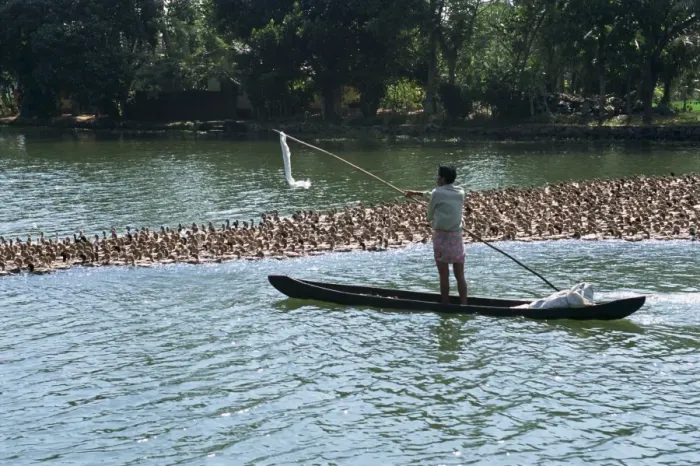Framed Print : Man in a boat herds ducks from the water onto the rice Framed Print : Man in a boat herds ducks from the water onto the rice