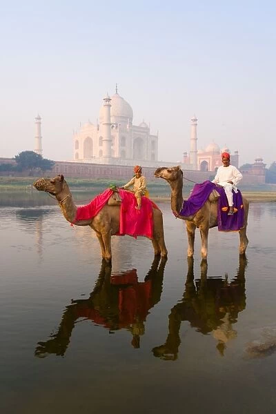 Man and boy riding camels in the Yamuna River in front of the Taj Mahal, UNESCO World Heritage Site, Agra, Uttar Pradesh, India, Asia