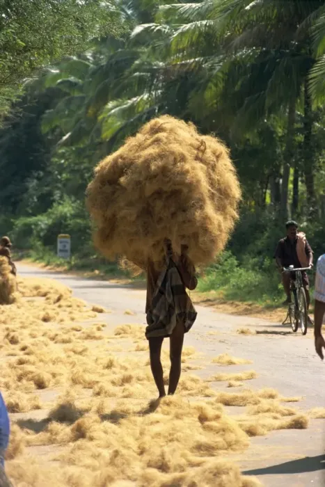 Framed Print : Man carrying coir fibre on his head Framed Print : Man carrying coir fibre on his head