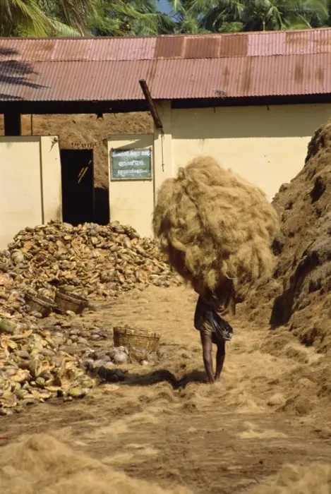 Framed Print : Man carrying dried copra obtained from coconut husks Framed Print : Man carrying dried copra obtained from coconut husks