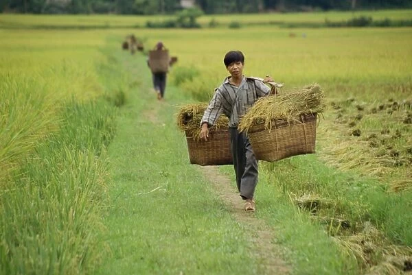 Man carrying wicker baskets full of rice through fields