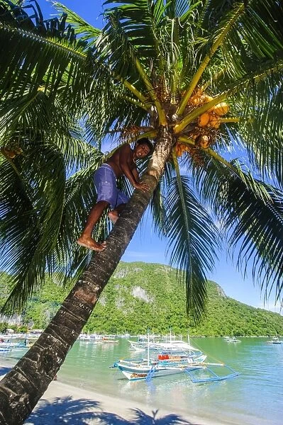Man climbing on a coconut tree, El Nido, Bacuit Archipelago, Palawan, Philippines, Southeast Asia, Asia