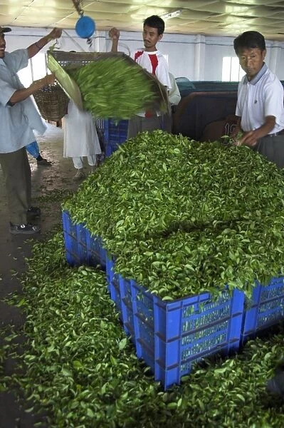 Man controlling weight of daily quantity of plucked leaves