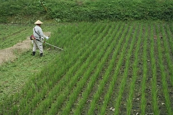 Man in field cutting rice in Kiso Valley